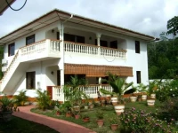 Green Palm 