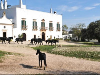 Masseria Tagliente