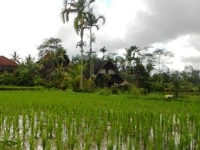 Matahari Lumbungs 1*
