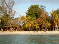 Whistling Bird Negril 