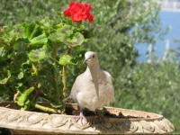 Villa Vermorel 1*