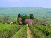 Nuriel Guest House 3*