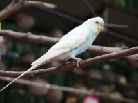 DCoconut Hill Resort 3*