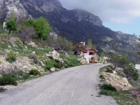 Alinca Gul 