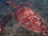 Palmlea Farms Lodge & Bures - Villas 4*