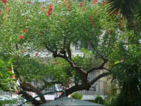 Cannes Garden Hotel