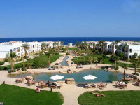 Shores Amphoras