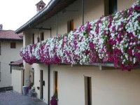Locanda dellOca Bianca 3*