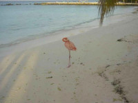 Aruba500