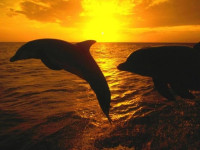 Sueno Del Mar Dive Resort