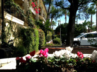 Pepper Tree Hotel Anaheim