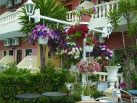 Flamingo Corfu