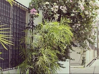 Caribbean Palms Inn 3*