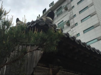 Salotte Motel Gurye