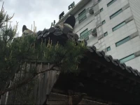 Salotte Motel Gurye 