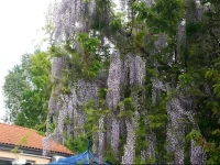 Attila Hotel 