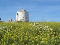 Traditional Windmill 