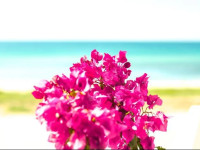 Bouganvillia Homes