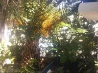 Jungle Apart Otel 