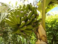 Holiday Home Sao Vicente 