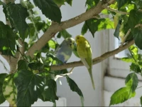 Brasov Comfort Apartment 