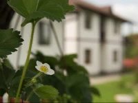 Pensiunea La Taifas 