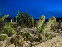 Botanical Park Garden Cactus 