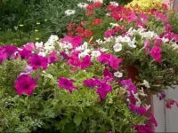 Il Melograno B&B 