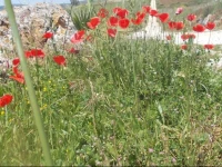 B&B Villa Palmeri 