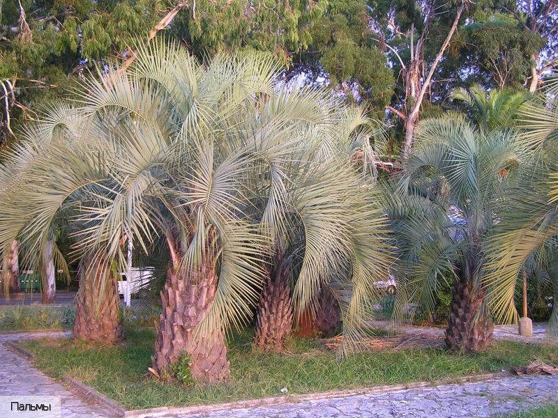 Гагра