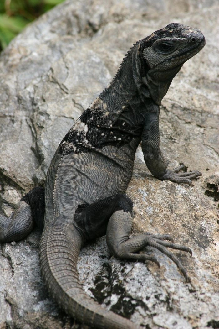 Роатан