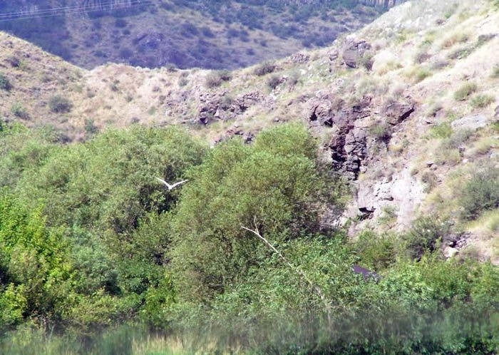 Арзни