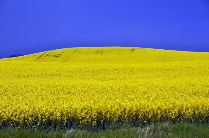Альберта