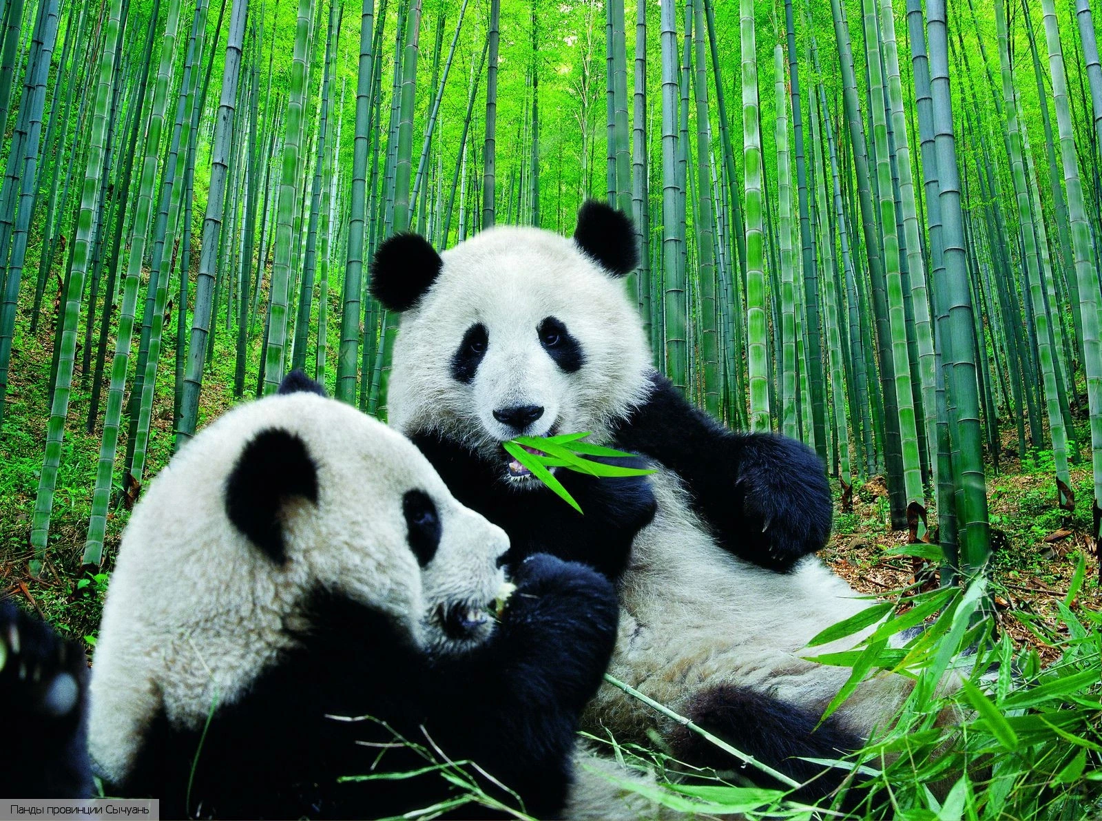 Chengdu H Hotel Riverside 4*