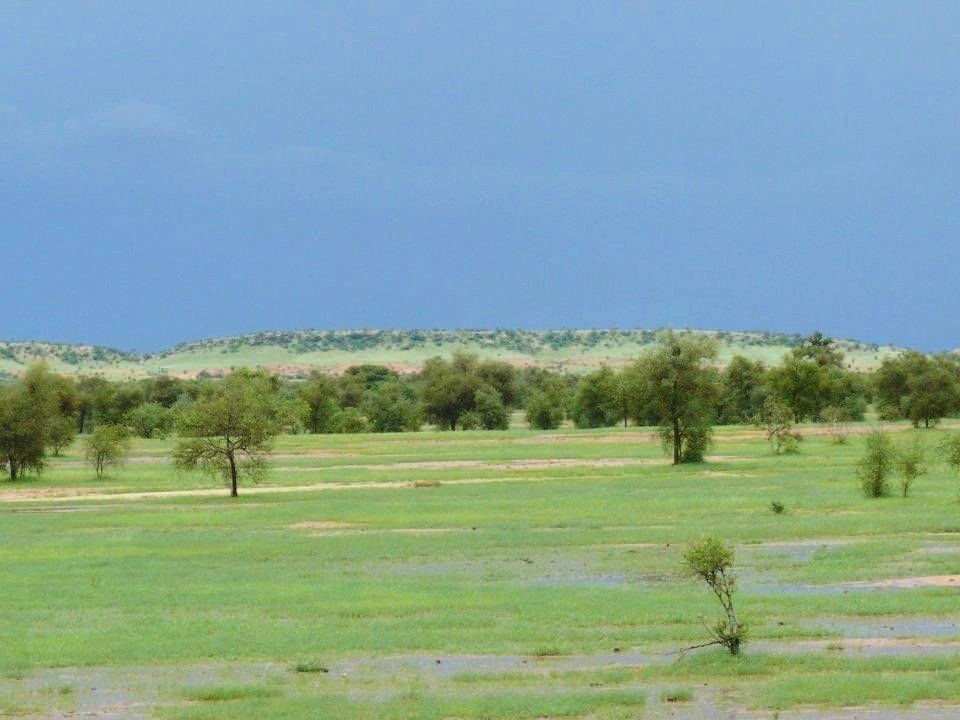 Горголь