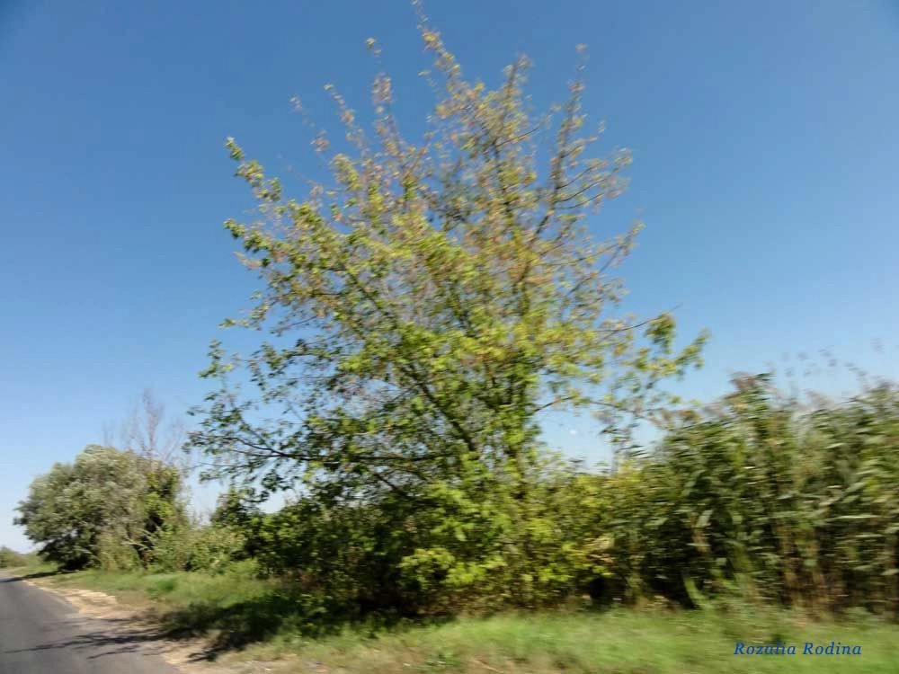 Штефан-Водский район