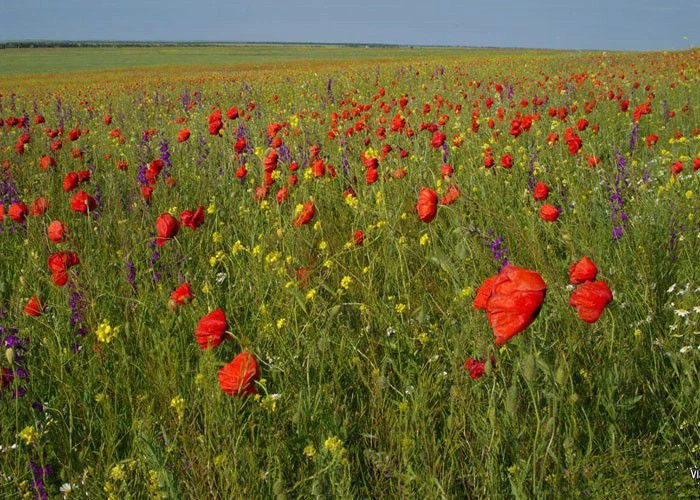 Ячменное (Порпач)