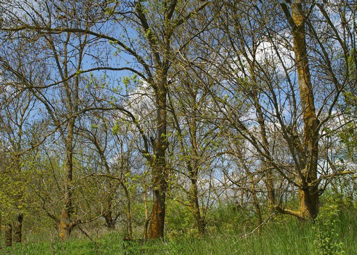 Ячменное (Порпач)