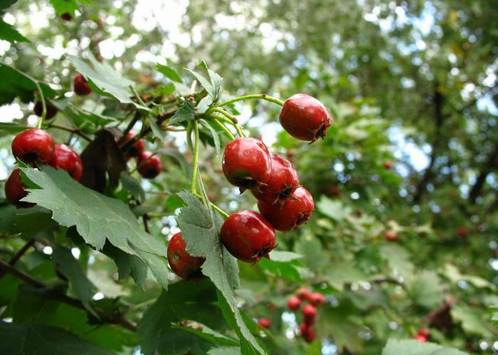 Орловка (Бий-Орлюк)