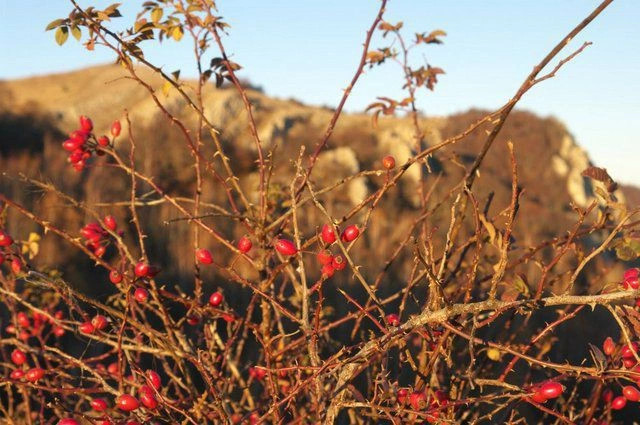 Красное (Чалгары)