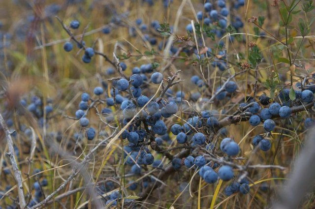 Красное (Чалгары)