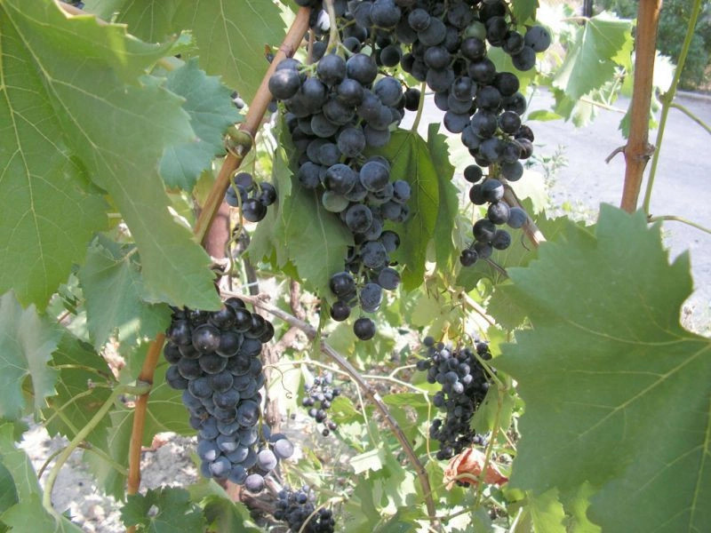 Алуштинский горсовет (Большая Алушта)
