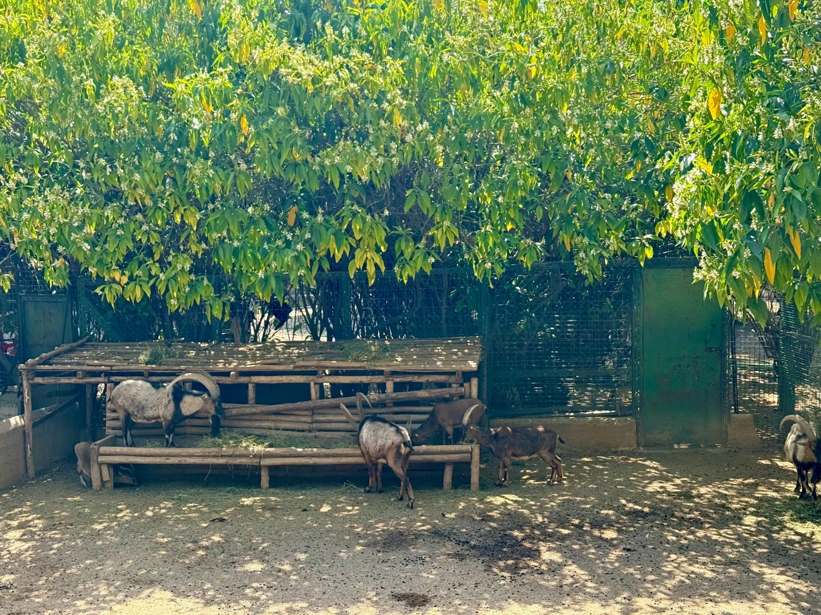 Зоопарк в Национальном саду Афин