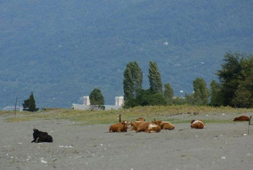Алахадзы