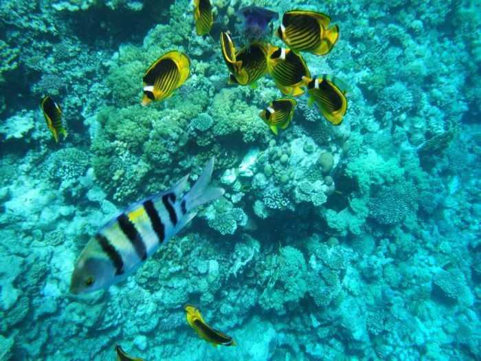 Красное Море регион