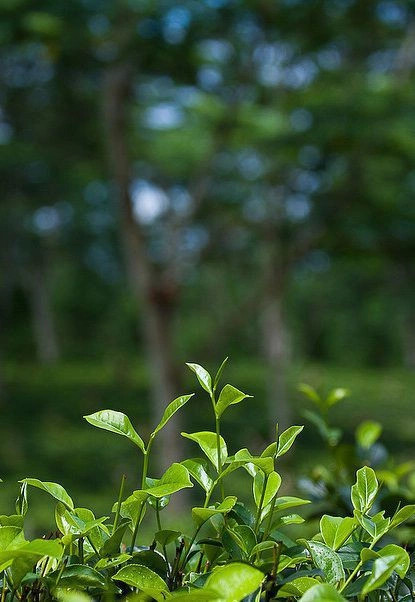 Элпития (Южная пров.)