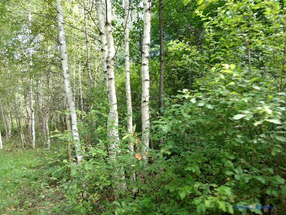 Городецкий район