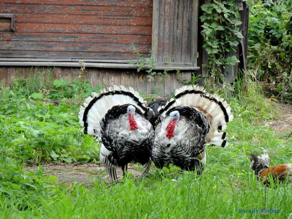 Угличский район