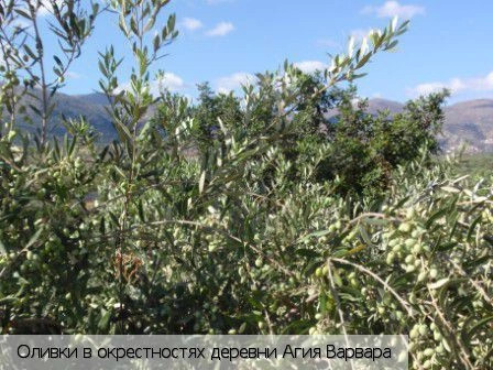Агия Варвара (Ласити)