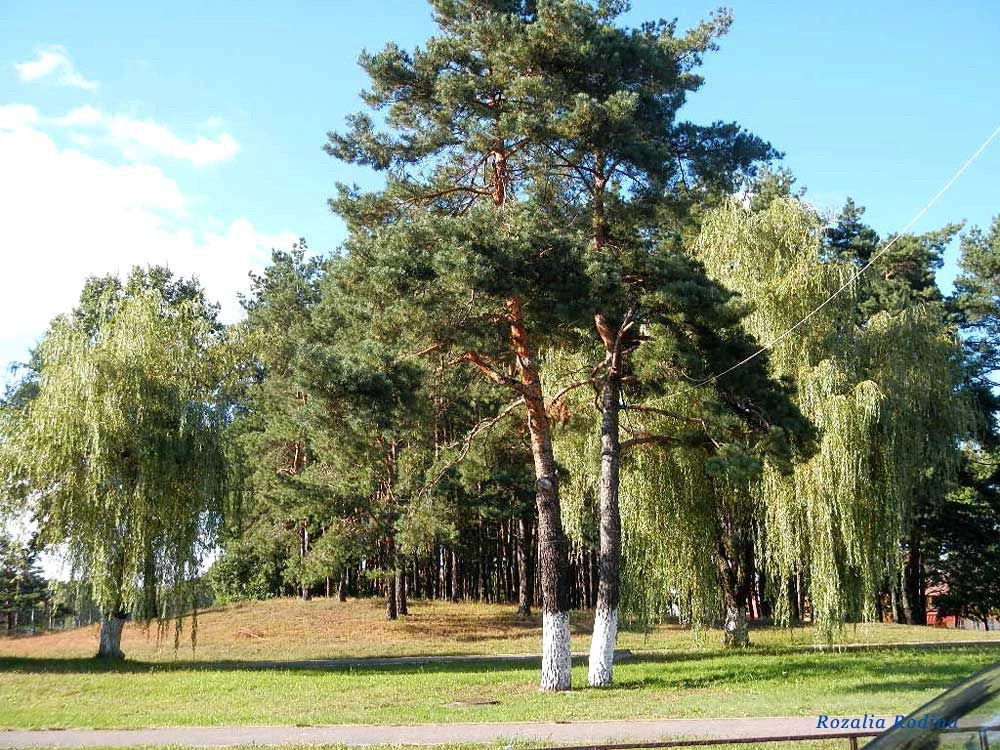 Гомельский район